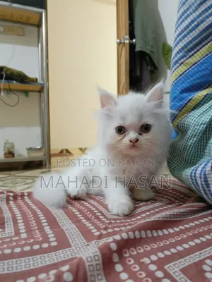 1-3 Months Female Purebred Persian