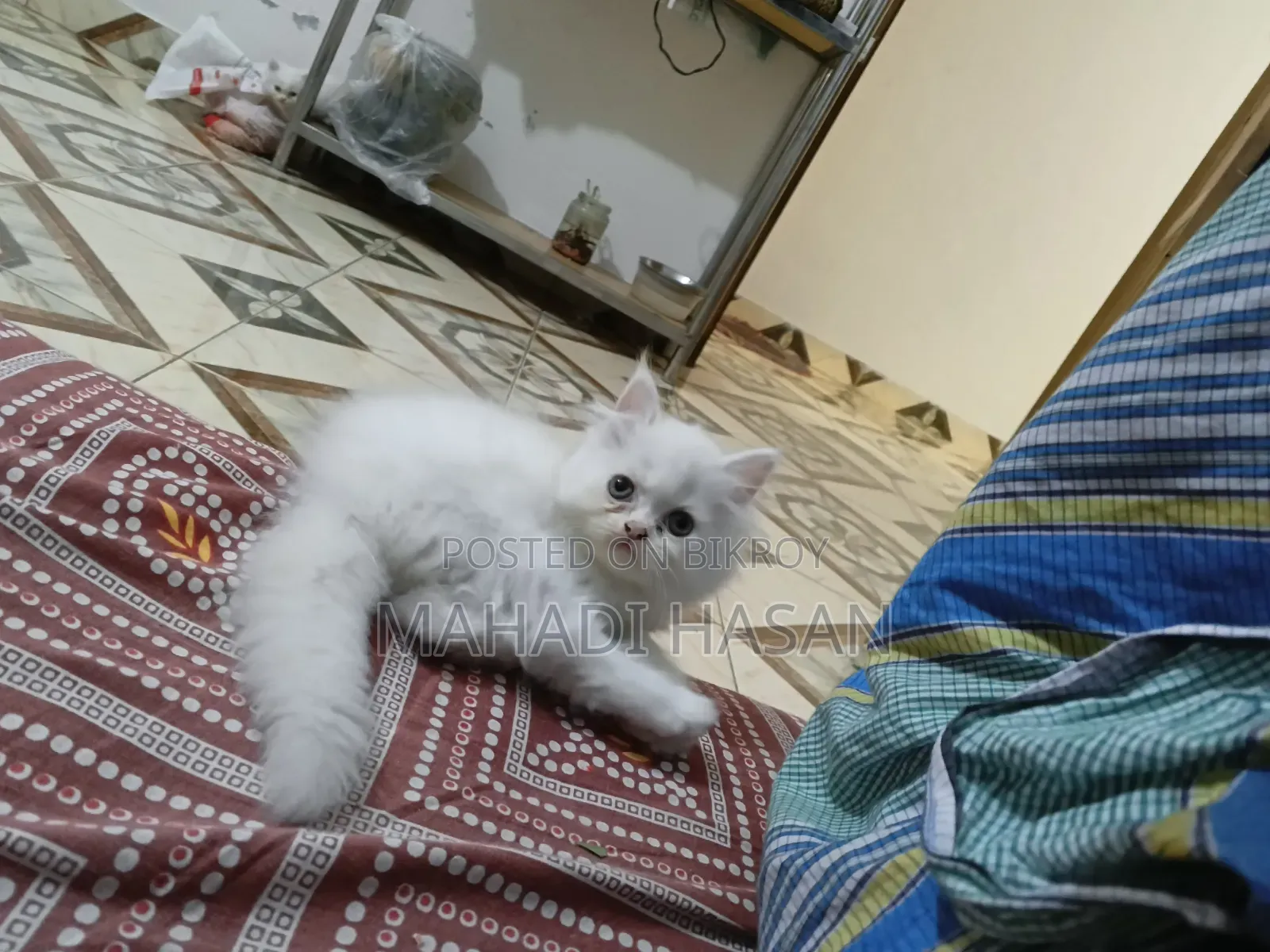 1-3 Months Female Purebred Persian