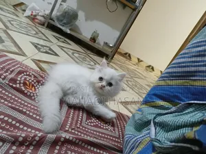 1-3 Months Female Purebred Persian