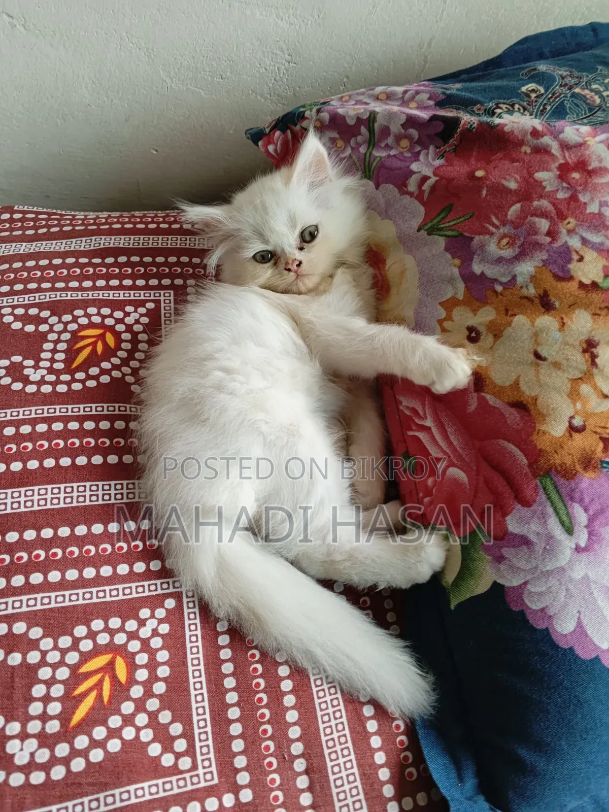 1-3 Months Female Purebred Persian