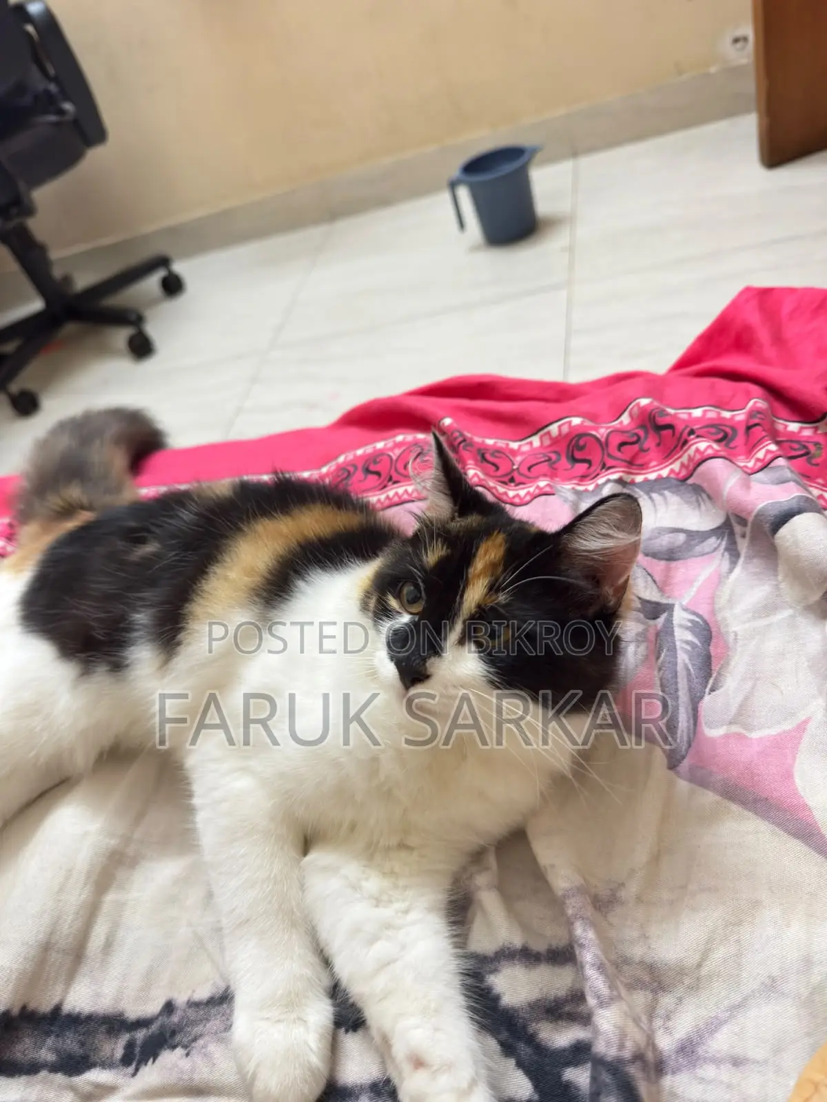 1-3 Months Female Mixed Breed Persian