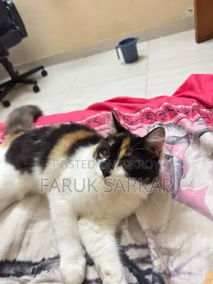 1-3 Months Female Mixed Breed Persian