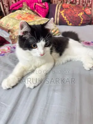 1-3 Months Female Mixed Breed Persian