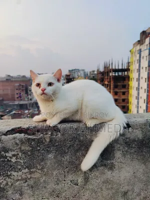3-6 Months Male Mixed Breed British Shorthair
