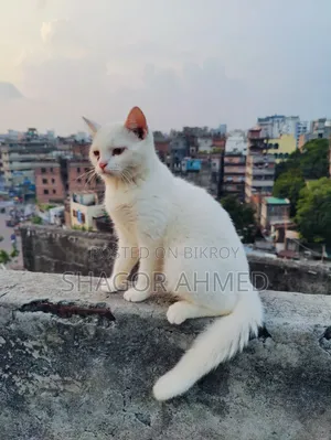 3-6 Months Male Mixed Breed British Shorthair