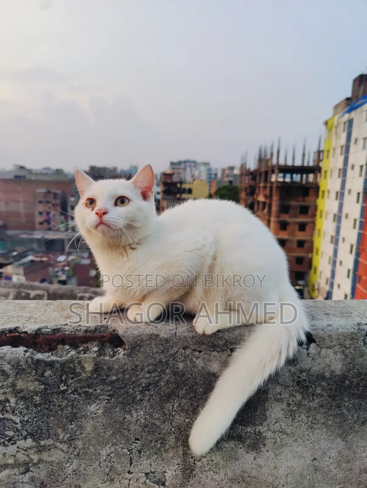 3-6 Months Male Mixed Breed British Shorthair
