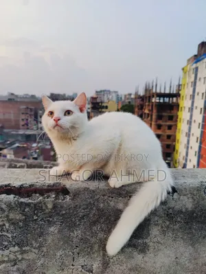 3-6 Months Male Mixed Breed British Shorthair