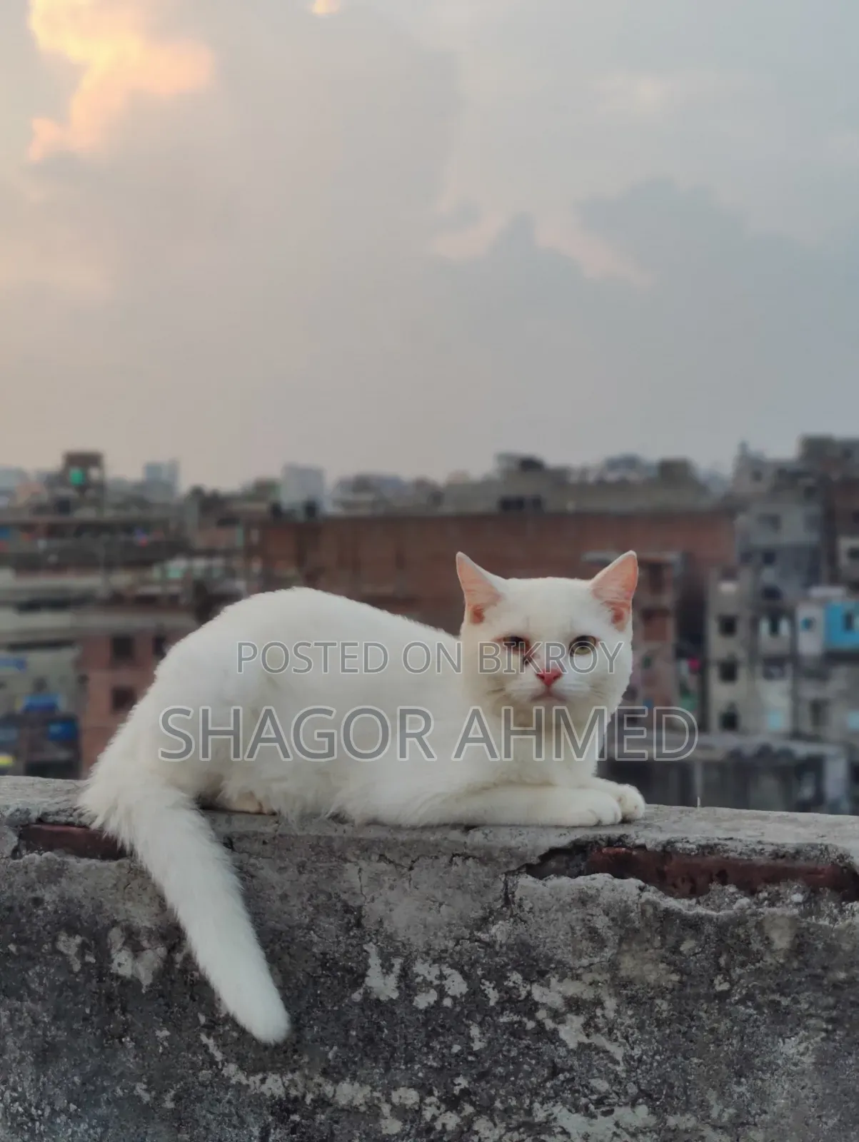 3-6 Months Male Mixed Breed British Shorthair