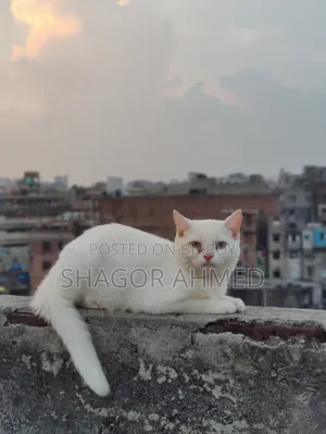 3-6 Months Male Mixed Breed British Shorthair