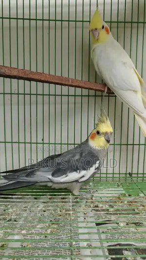 Cockatiel Breeding Pair