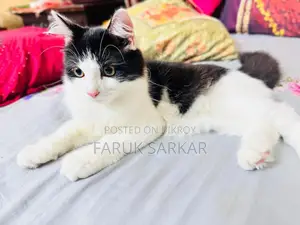 1-3 Months Female Mixed Breed Persian