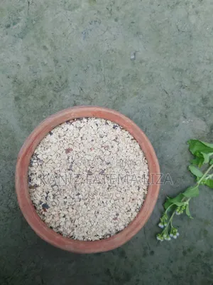 Bean Seed
