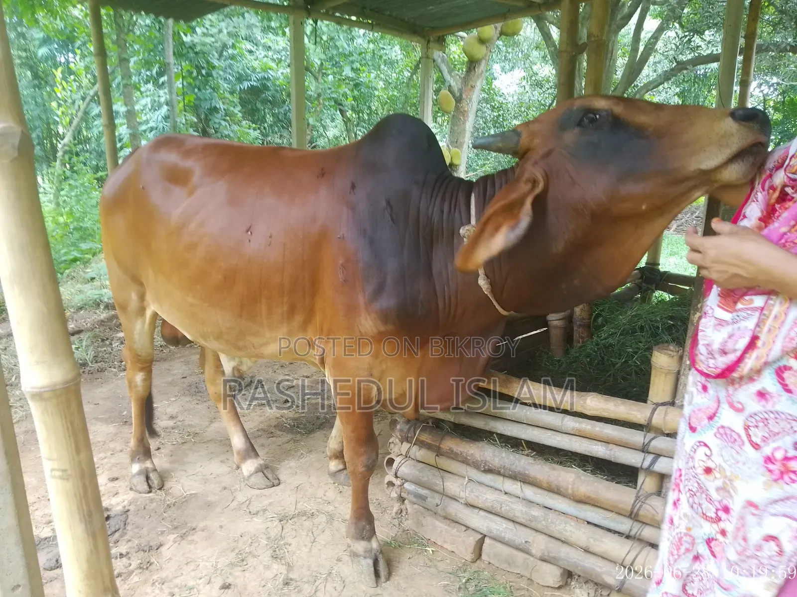 Red Sindhi / Sahiwal Bull