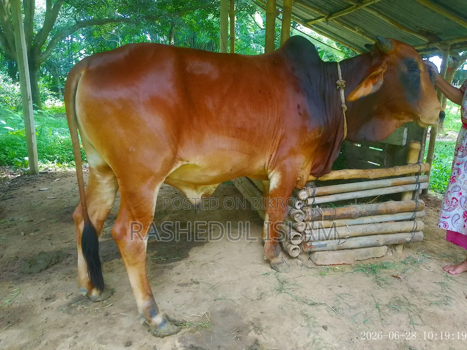 Red Sindhi / Sahiwal Bull