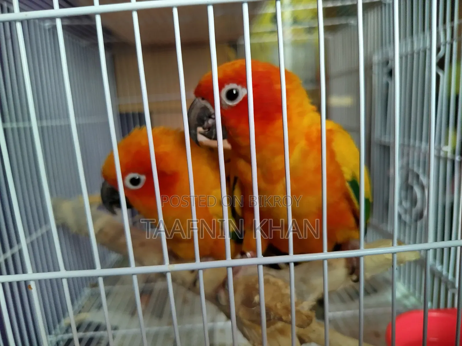 Sun Conure