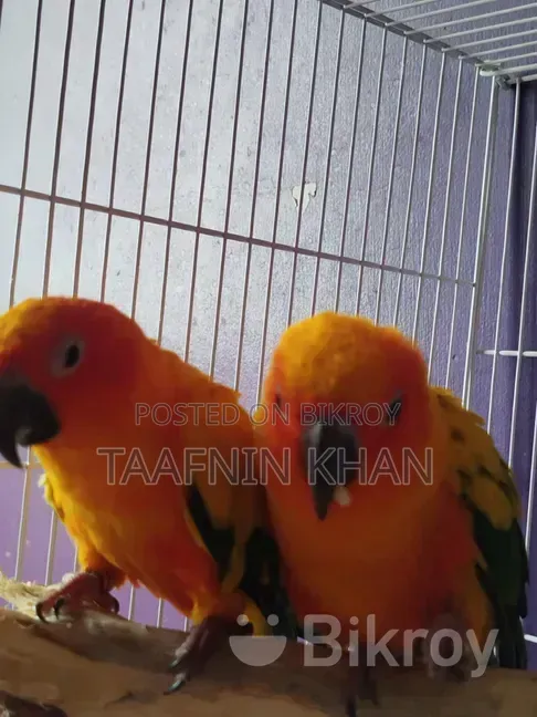 Sun Conure