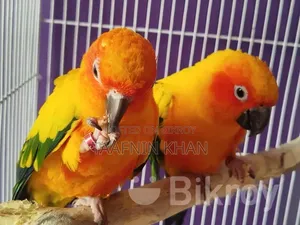 Sun Conure