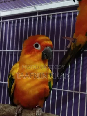 Sun Conure