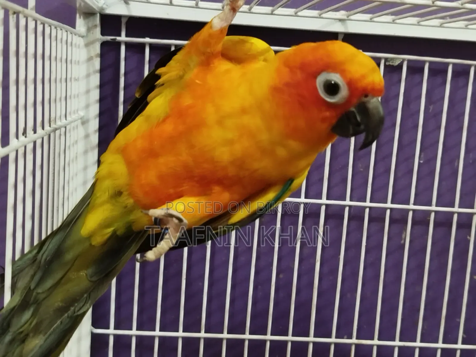 Sun Conure