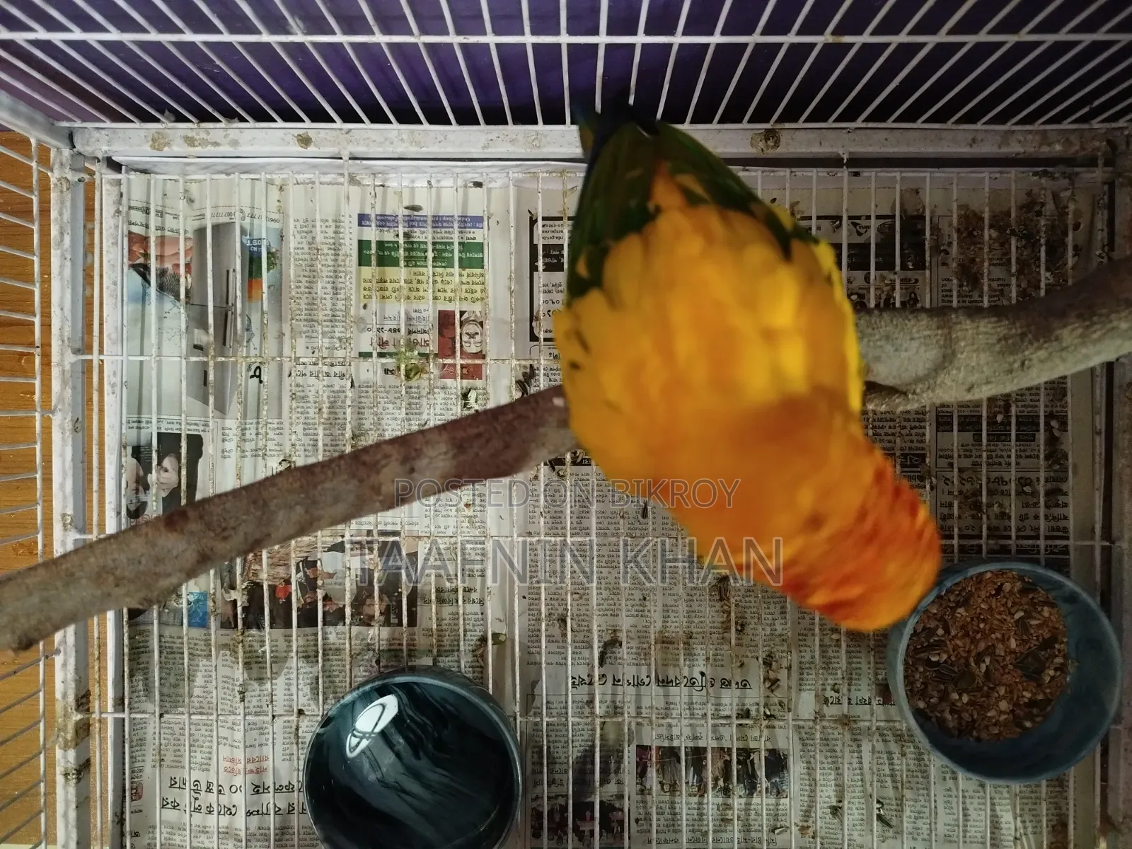 Sun Conure