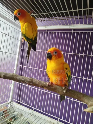 Sun Conure