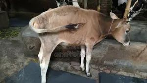 Bull Calf