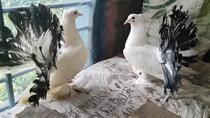 Black Tail Indian Lakkha pigeon pair
