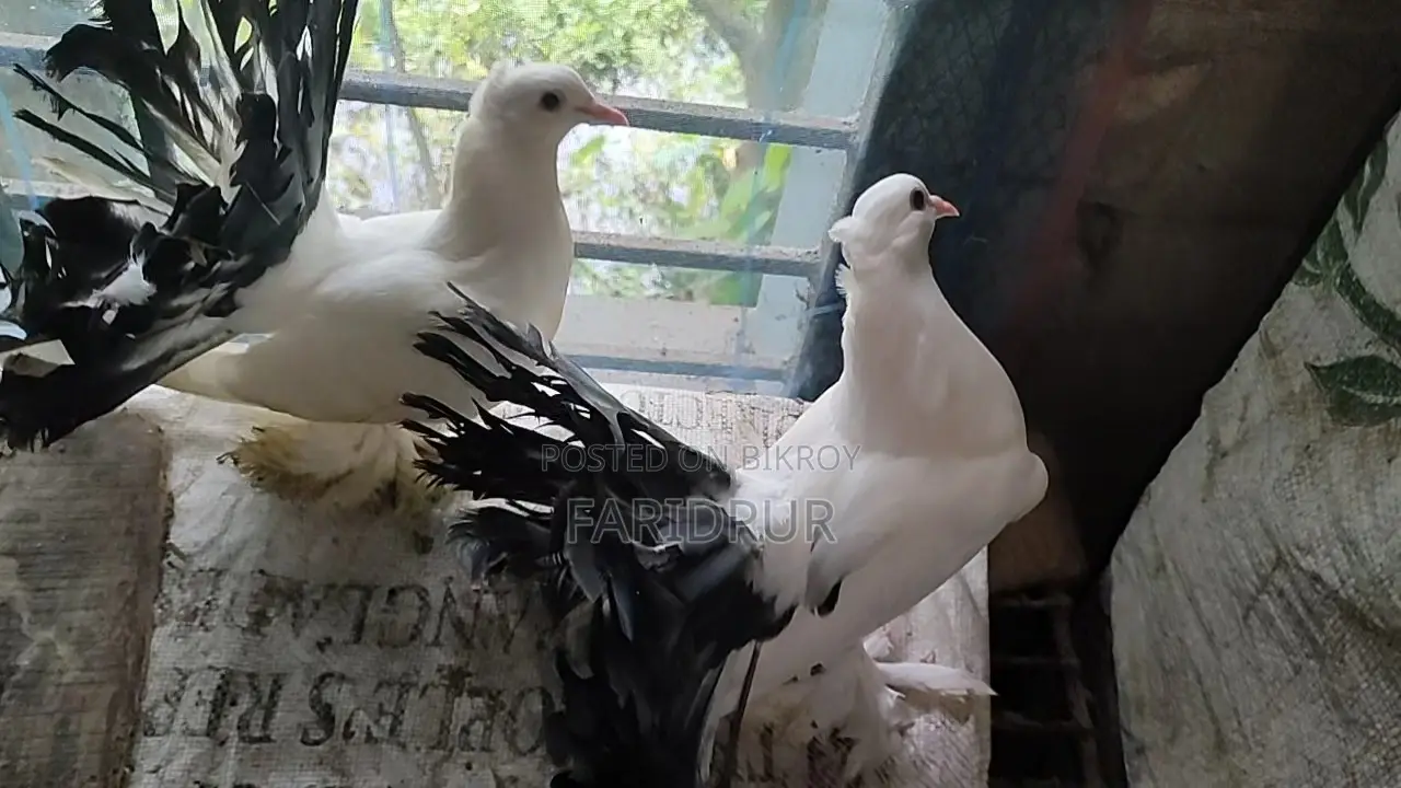 Black Tail Indian Lakkha pigeon pair