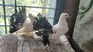 Black Tail Indian Lakkha pigeon pair