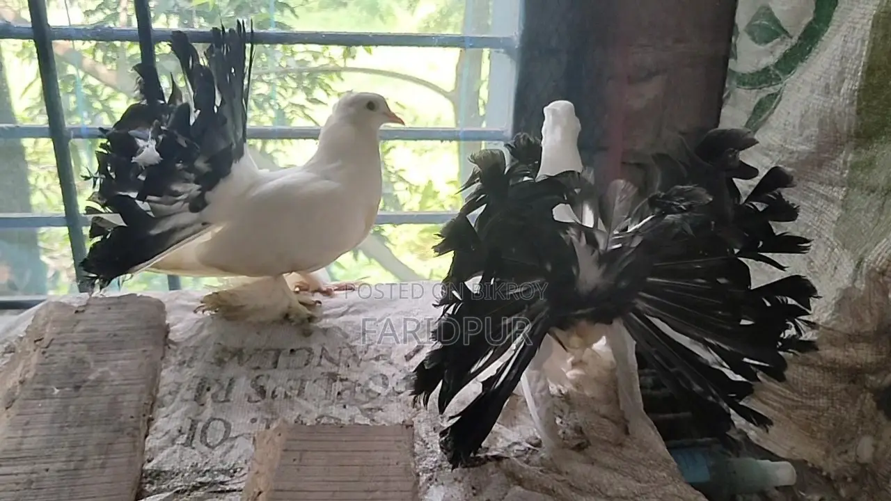 Black Tail Indian Lakkha pigeon pair