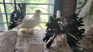 Black Tail Indian Lakkha pigeon pair