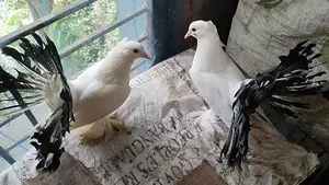 Black Tail Indian Lakkha pigeon pair