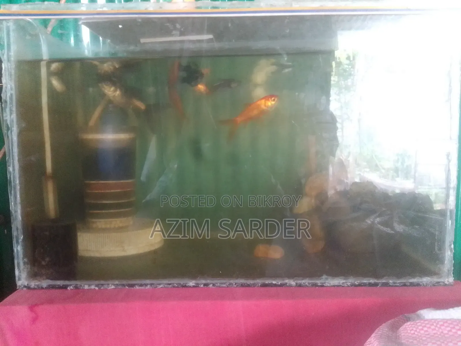 একুরিয়াম ও মাছ