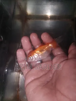 একুরিয়াম ও মাছ