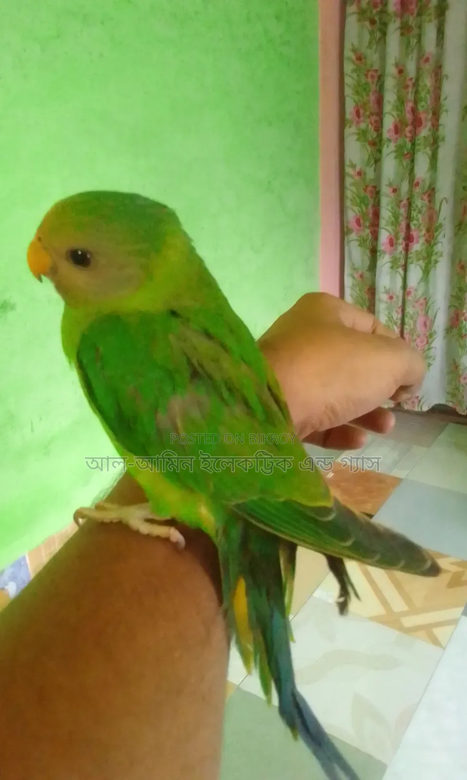 Hiramon Ringneck Parakeet