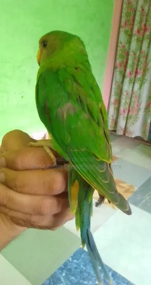 Hiramon Ringneck Parakeet