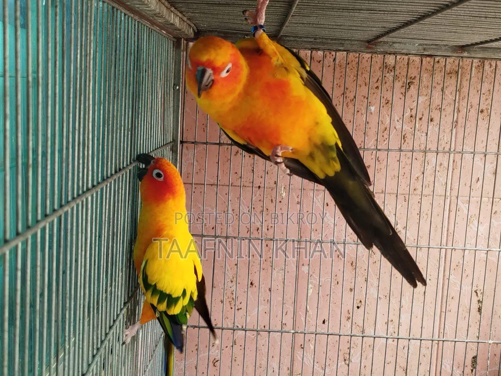 Sun Conure Breeding Pair