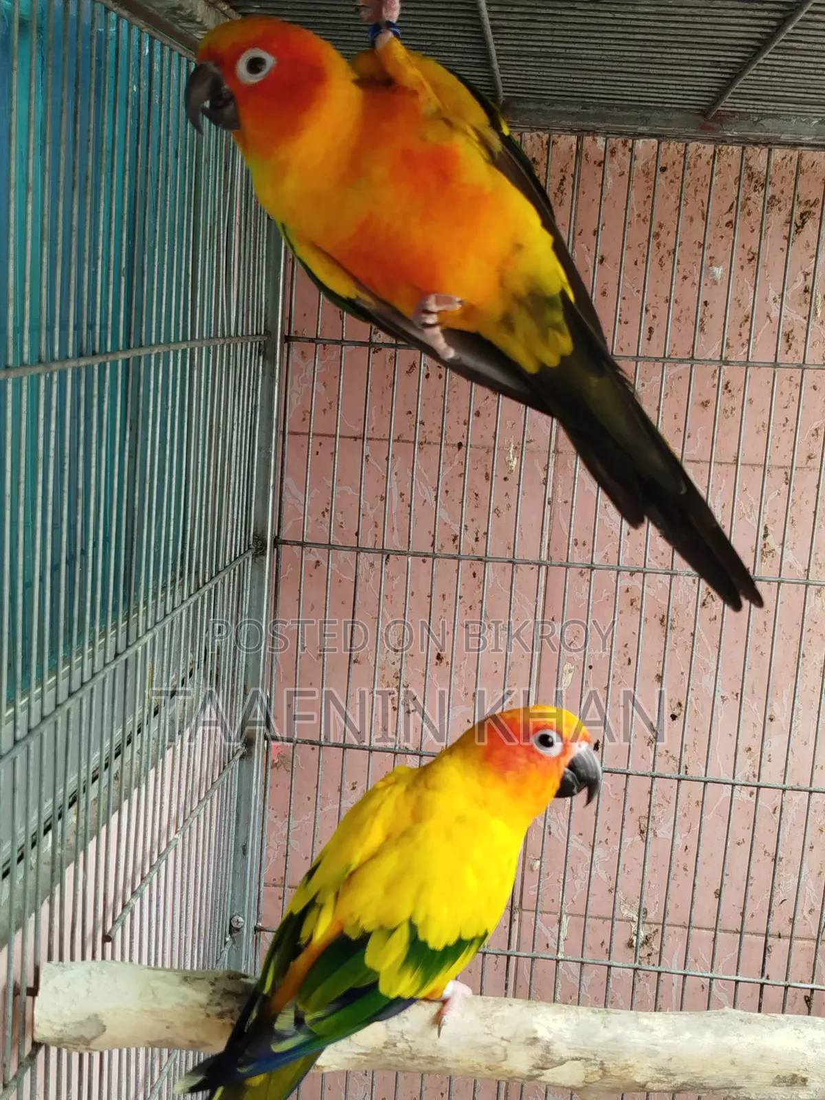 Sun Conure Breeding Pair