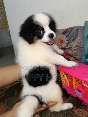 1-3 months Male Purebred Japanese Spitz