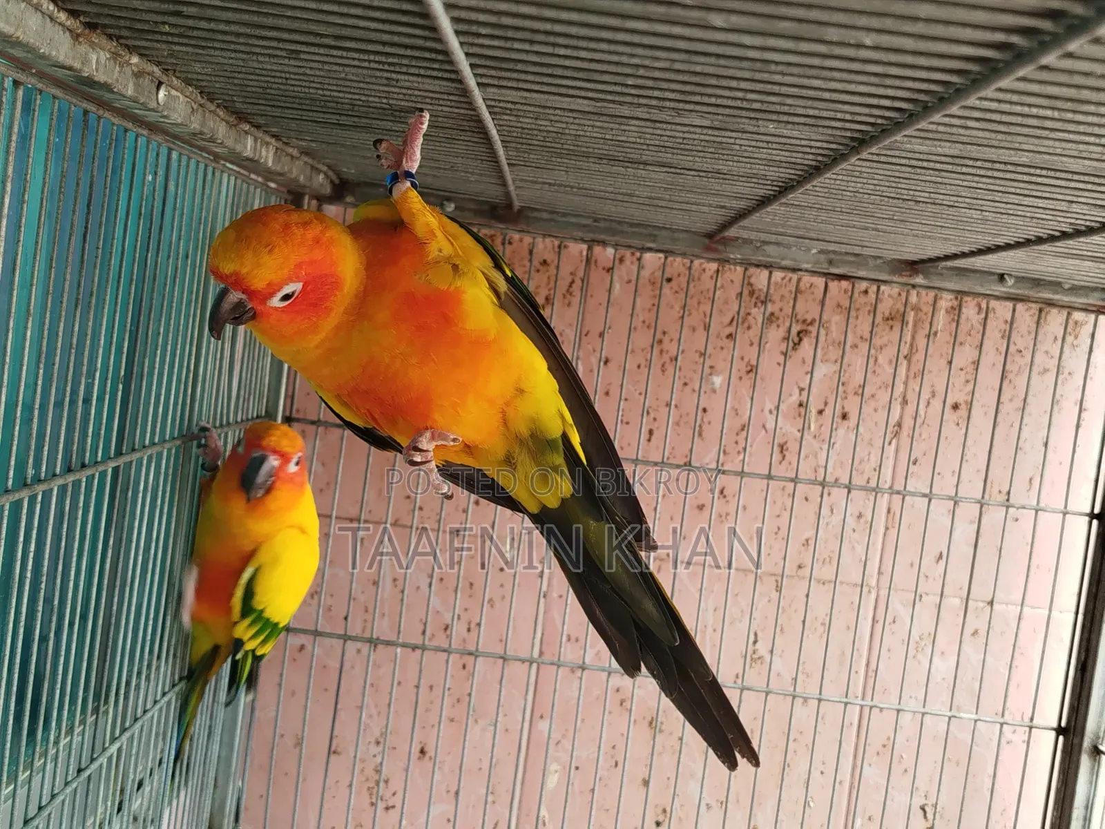 Sun Conure Breeding Pair