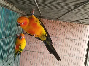 Sun Conure Breeding Pair