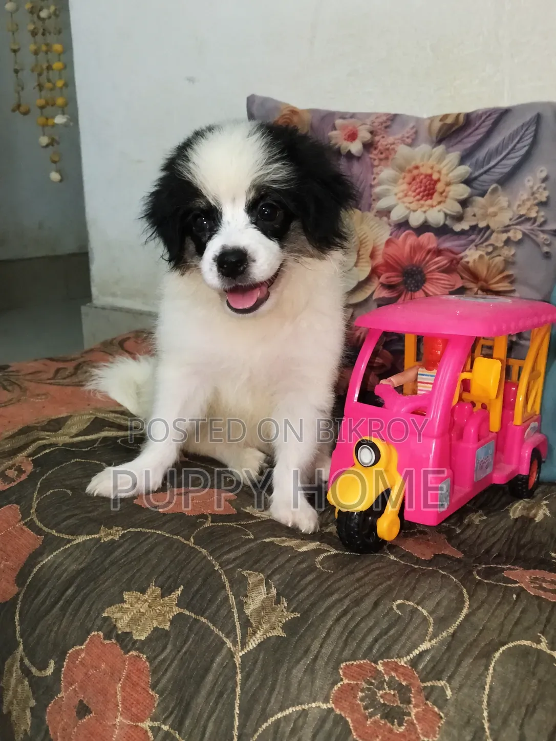 ১-৩ মাস বয়সী পুরুষ পিওরব্রেড জাপানিজ স্পিটজ