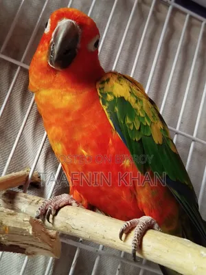 Sun Conure Red Dominate
