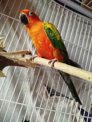 Sun Conure Red Dominate
