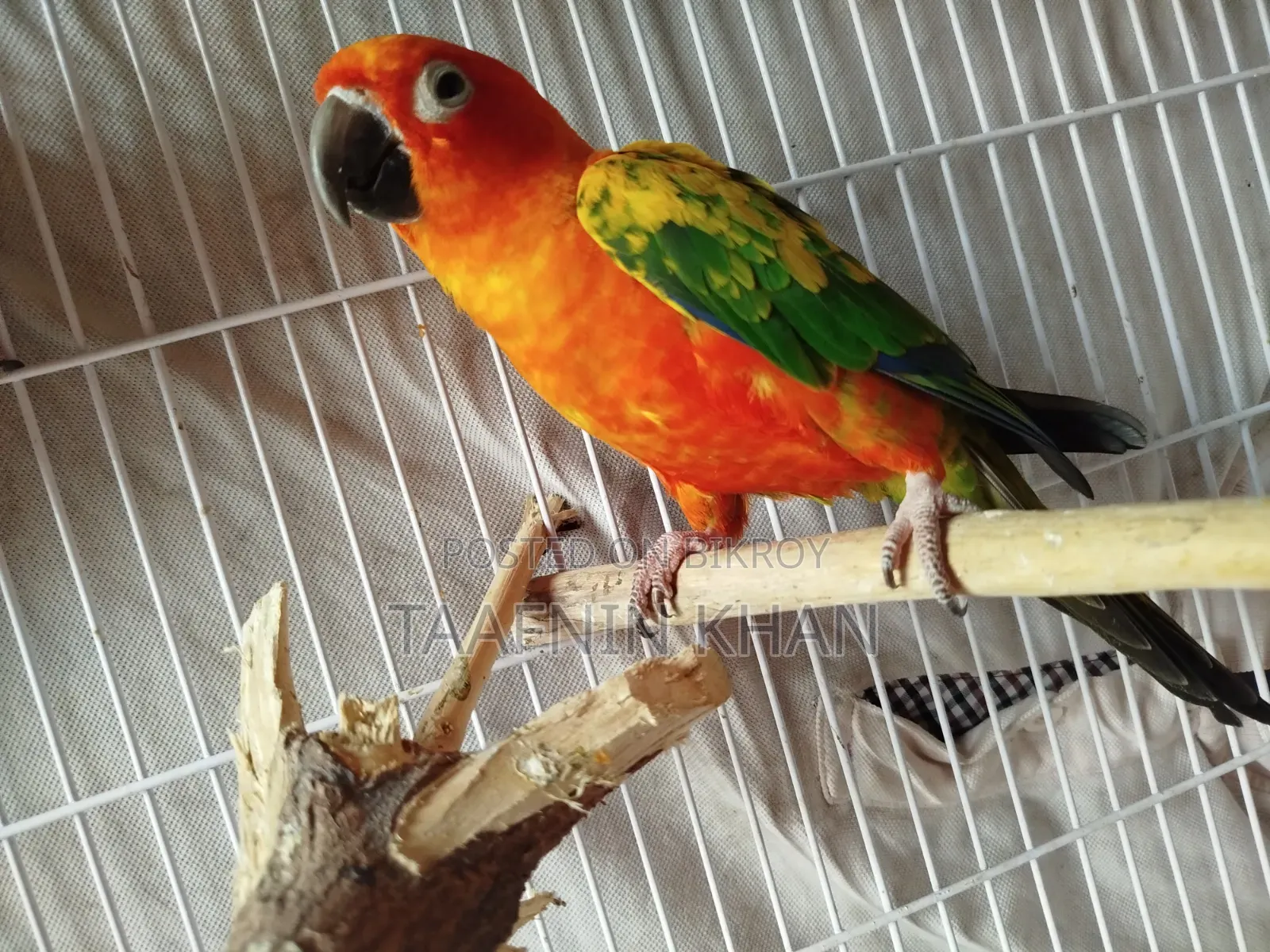 Sun Conure Red Dominate