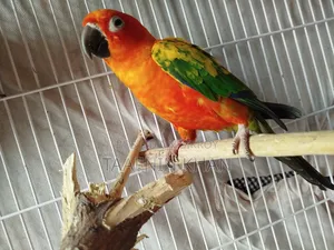 Sun Conure Red Dominate