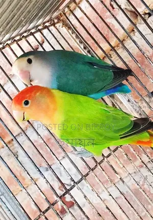 Love Bird Runnig Pair