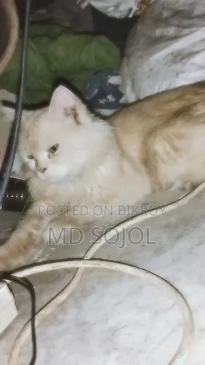 6-12 months Male Purebred Exotic
