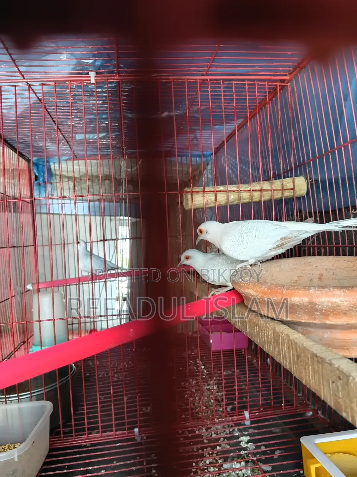 Crystal White and Red Diamond Dove