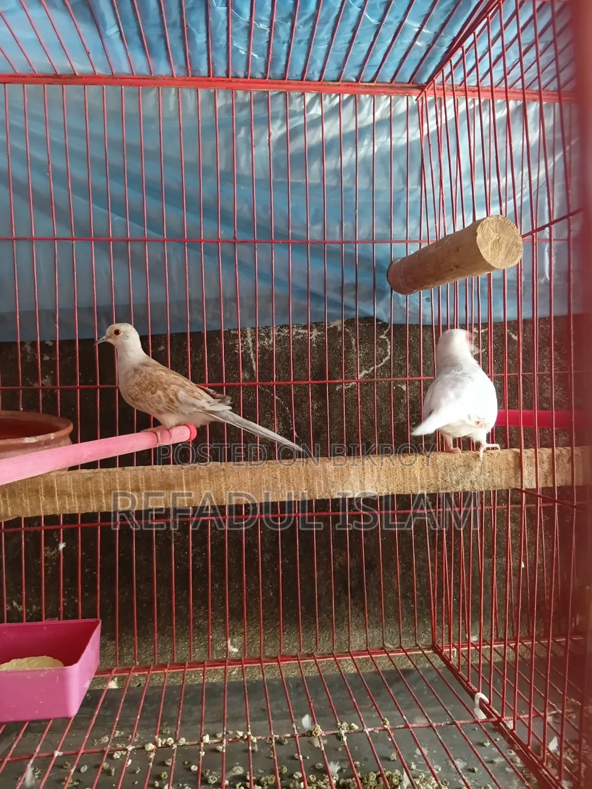 Crystal White and Red Diamond Dove